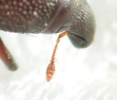 Pseudophloeophagus truncorum